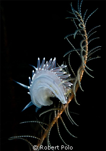 Nudibranch. Nikon D200, 105, by Robert Polo 